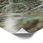 Impression Photo lion africaine, Panthera leo), Tanzanie, (Coin)