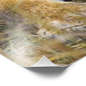 Impression Photo Lion assis dans la haute herbe des Massaï (Coin)