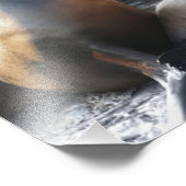 Impression Photo Lion de mer (Coin)