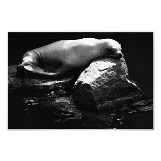 Impression Photo Lion de mer dormant .1781 (Devant)