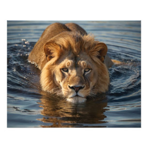 Impression Photo Lion de natation