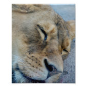 Impression Photo Lion endormie (Devant)
