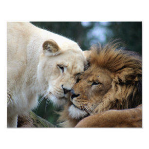 Impression Photo Lion et Lion