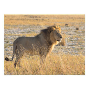 IMPRESSION PHOTO LION MALE