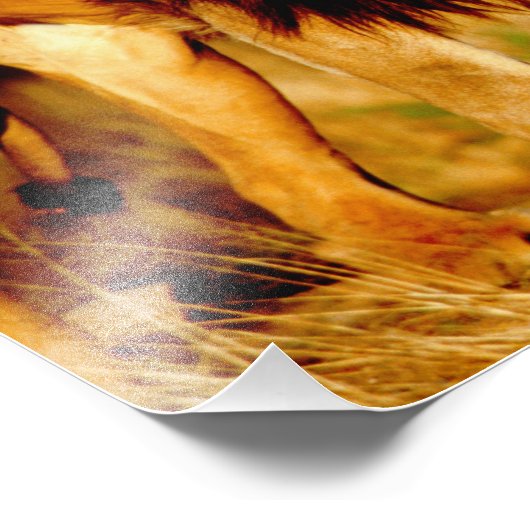 Impression Photo Lion solitaire (Coin)