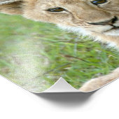 Impression Photo Lioness et deux petits, Afrique de l'Est, Tanzanie (Coin)