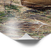 Impression Photo Lioness resting (Coin)