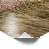 Impression Photo Lioness stretching (Coin)