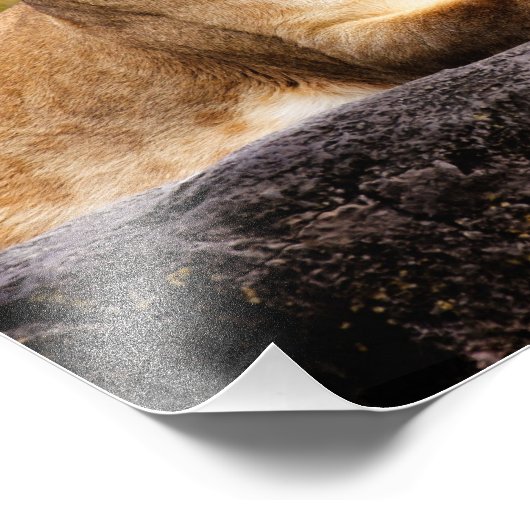 Impression Photo Lioness sur les rochers (Coin)