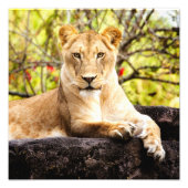 Impression Photo Lioness sur les rochers (Devant)