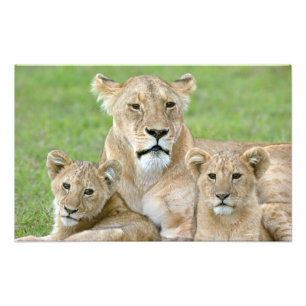 Impression Photo Lionne et deux petits, Afrique de l'Est, Tanzanie,