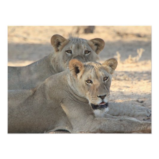 Impression Photo Lions (Devant)