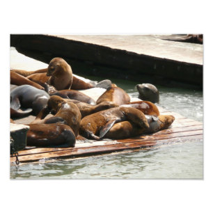 Impression Photo Lions de mer au soleil à San Francisco