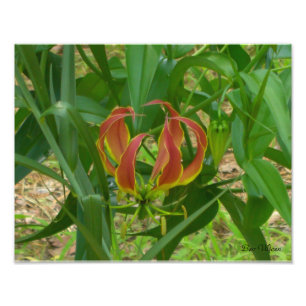 Impression Photo Lis de flamme - Gloriosa Superba