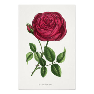 Impression Photo Lithographie de rose antique, François-Frédéric Gr