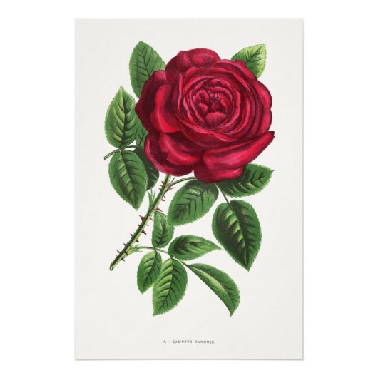 Impression Photo Lithographie de rose antique, François-Frédéric Gr (Devant)