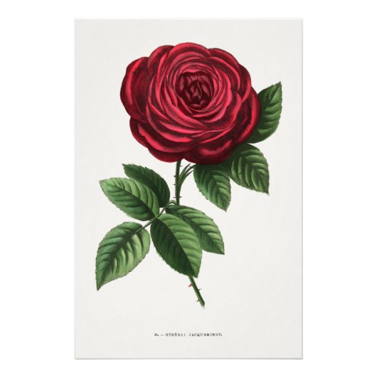 Impression Photo Lithographie de rose antique, François-Frédéric Gr (Devant)
