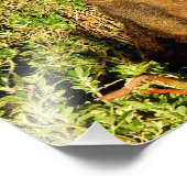 Impression Photo Little Wallaby (Coin)