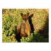 Impression Photo Little Wallaby (Devant)
