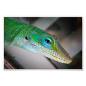 Impression Photo Lizard d'Anole Verte (Devant)