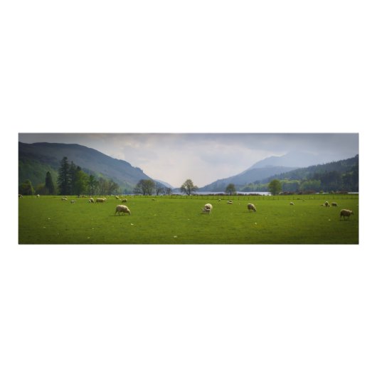 Impression Photo Loch Oich Sheep (Devant)