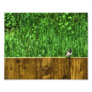 Impression Photo L'oiseau pelucheux