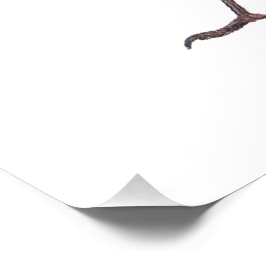 Impression Photo Lone Magpie (Coin)