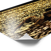 Impression Photo Loon (Coin)