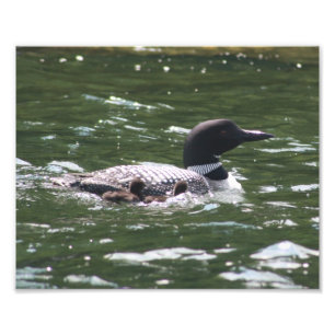 Impression Photo Loon Babies 2