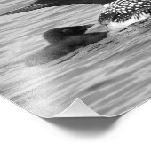 Impression Photo Loon et bébé (Coin)