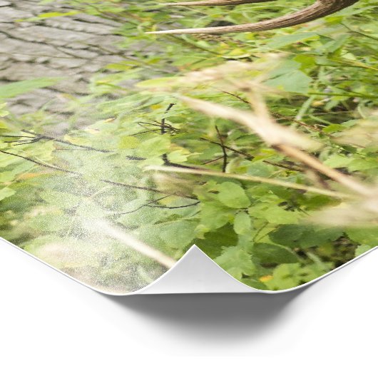 Impression Photo L'orignal (Coin)