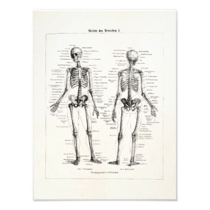 Impression Photo L'os humain squelettique vintage d'anatomie