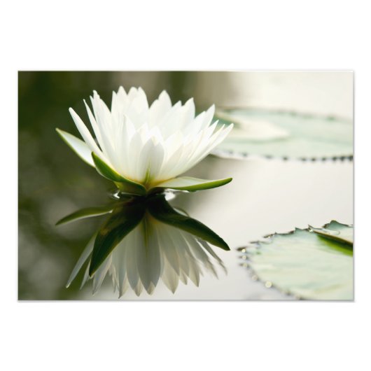 Impression Photo Lotus (Devant)