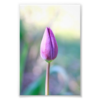 Impression Photo Lotus