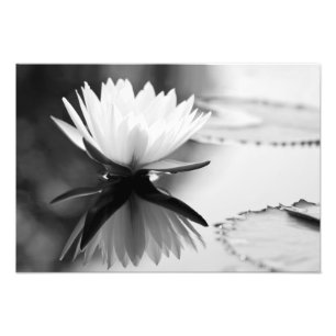 Impression Photo Lotus