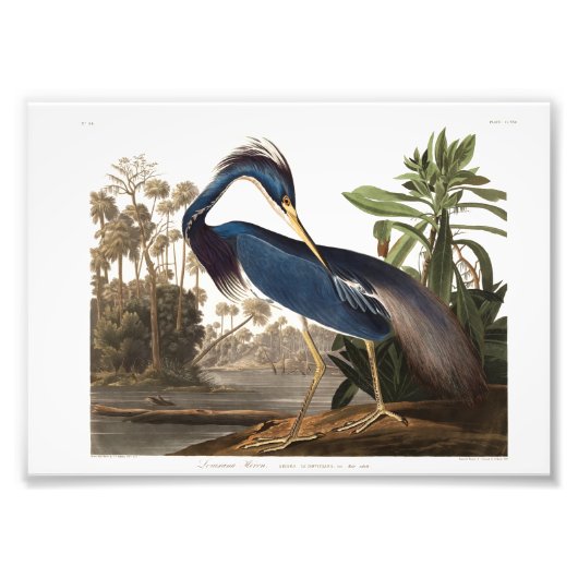 Impression Photo Louisiana Heron from Birds of America (1827) (Devant)