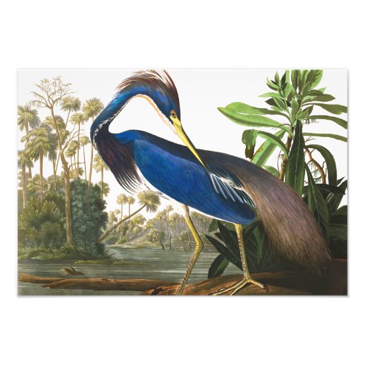 Impression Photo Louisiana Heron par John James Audubon (Devant)