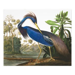 Impression Photo Louisiana Heron par John James Audubon