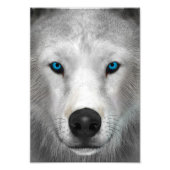 Impression Photo Loup arctique (Devant)