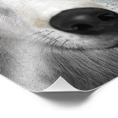 Impression Photo Loup arctique (Coin)