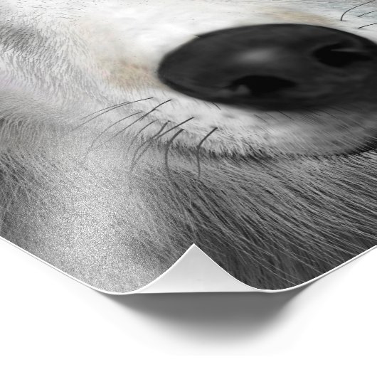 Impression Photo Loup arctique (Coin)