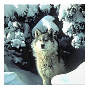 Impression Photo Loup dans la forêt silencieuse d'hiver