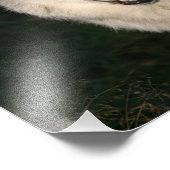 Impression Photo Loup de bois canadien Loup de bois canadien (Coin)