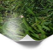 Impression Photo Loup de bois de l'Est (Coin)