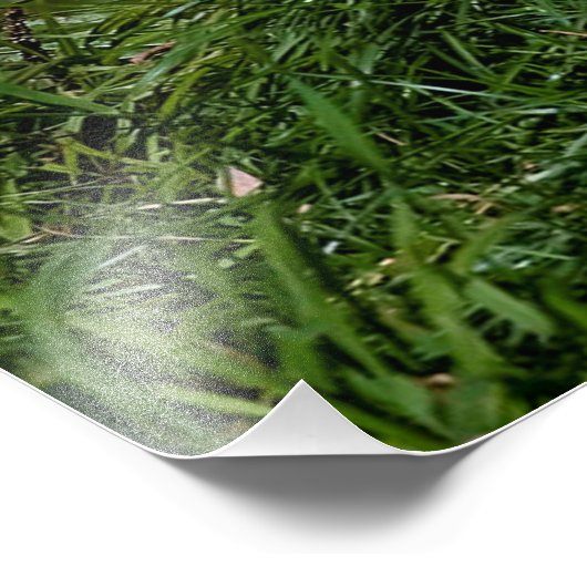 Impression Photo Loup de bois de l'Est (Coin)