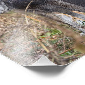 Impression Photo Loup de bois debout par eau (Coin)