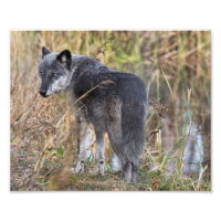 Loup de bois debout par eau