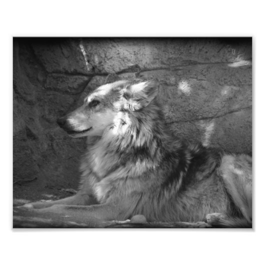 Impression Photo Loup en noir et blanc (Devant)