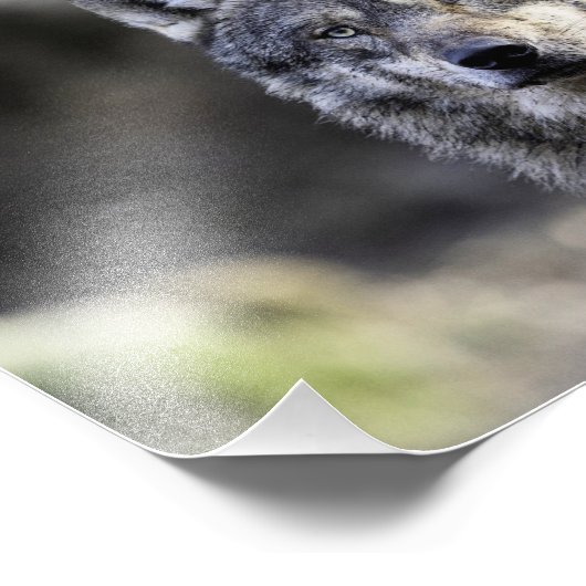 Impression Photo Loup gris (Coin)