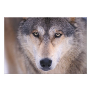 Impression Photo loup gris, Canis lupus, gros plan sur les yeux